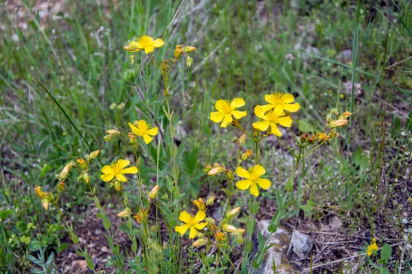 Nahaufnahme Der Leuchtend Gelben Blüten Der Johanniskrautpflanze Hypericum Perforatum Horizontales — Stockfoto