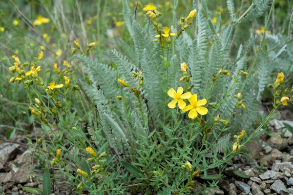 Orbáncfű Hypericum Perforatum Világos Sárga Virágainak Közelsége Vízszintes Kép Szelektív — Stock Fotó