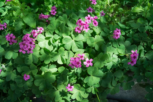 Egy Gyönyörű Növény Közelsége Lila Virágokkal Oxalis Nemzetséghez Tartozik Amely — Stock Fotó