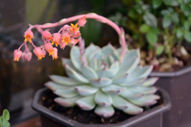 Güzel bir Echeveria 
