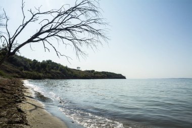 A lonely beach near Sarafovo, Bulgaria with a picturesque dead tree on the left side. Horizontal panoramic image