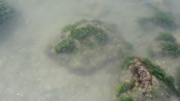 Zbliżenie Ulva Lactuca Lub Sałaty Morskiej Jadalne Zielone Algi Rodziny — Wideo stockowe