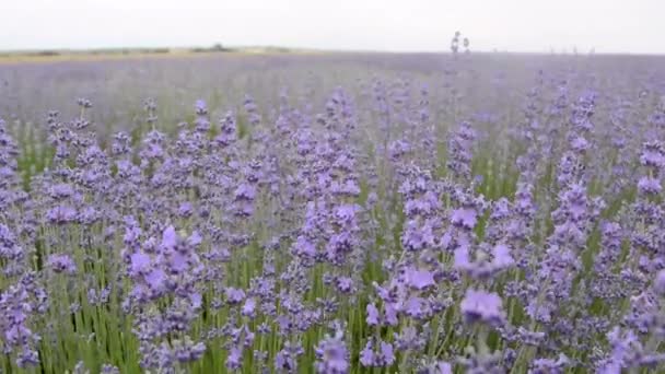保加利亚奇尔潘附近的薰衣草场 在一个多云的夏日 微风轻拂 昆虫四处飞舞 — 图库视频影像