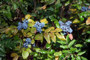 Oregon 'un yemyeşil üzümüne (Mahonia aquifolium) olgun mavimsi böğürtlenlerle yakın plan - Oregon eyaleti çiçeği. Sığ alan derinliğine sahip yatay görüntü