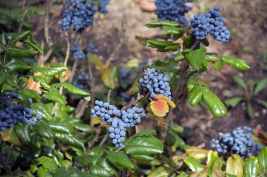 Oregon 'un yemyeşil üzümüne (Mahonia aquifolium) olgun mavimsi böğürtlenlerle yakın plan - Oregon eyaleti çiçeği. Yatay görüntü ve sığ alan derinliği