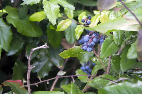 Zbliżenie Krzewu Winogronowego Mahonia Aquifolium Dojrzałymi Jagodami Niebiesko Czarnymi Stosowanymi — Zdjęcie stockowe