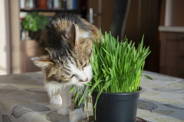 部屋のテーブルの上の鍋から猫の草を噛む甘い国内猫のクローズアップ ペットの健康と幸福の概念 選択的なフォーカスで横の画像 — ストック写真