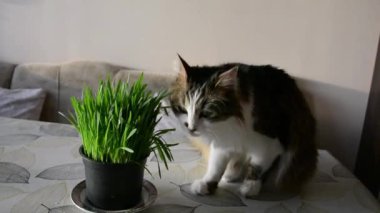 Bir odadaki bir tencerede kedi çimi çiğneyen sevimli bir evcil kedinin yakın çekimi. Hayvan sağlığı ve mutluluk kavramı. Seçici odaklı yatay resim