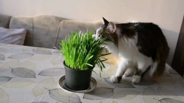 Närbild Söt Tamkatt Tugga Katt Gräs Från Kruka Ett Bord — Stockvideo