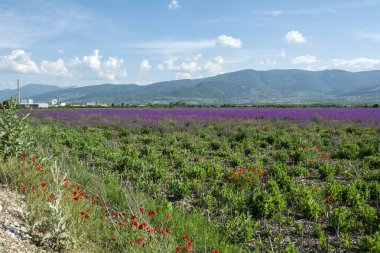 Asenovgrad, Bulgaristan - 31 Mayıs 2023: HOLDING KCM 2000 - madencilik ve metalurji alanında faaliyet gösteren bir grup şirket