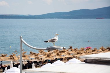 Bulgaristan 'ın Burgaz kentindeki bir sokak lambasının üzerinde oturan sarı bacaklı martı (Larus michahellis). Arka planda insanlar ve unbrellas ile bir plaj.