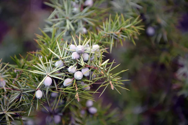 Cade 'in dallarına ve meyvelerine (Juniperus oxycedrus) yakın çekim. Seçici odaklı yatay resim, bulanık arkaplan ve boşluğu kopyala