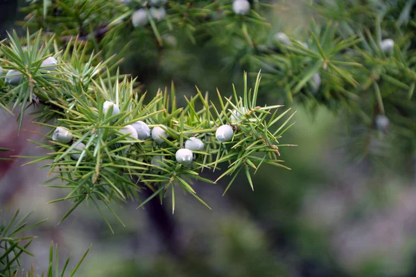 Primo Piano Rami Frutti Cade Juniperus Oxycedrus Immagine Orizzontale Con — Foto Stock