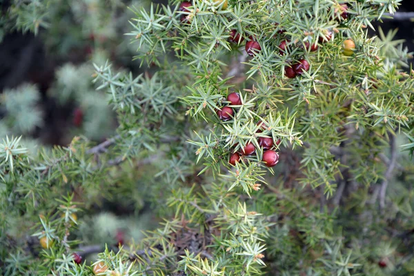 Närbild Grenar Och Frukter Cade Juniperus Oxycedrus Horisontell Bild Med — Stockfoto