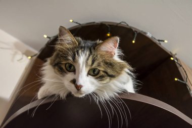 Yeşil gözlü, tüylü, tatlı bir kedinin yakın plan portresi. Arka planda sarı Noel ışıkları olan yatay görüntü