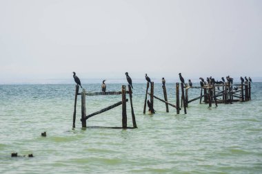 Karadeniz, Burgaz bölgesi, Bulgaristan - kıyısı yakınlarındaki durgun denizde tahta sütunlarda oturan kuşlara bakın.
