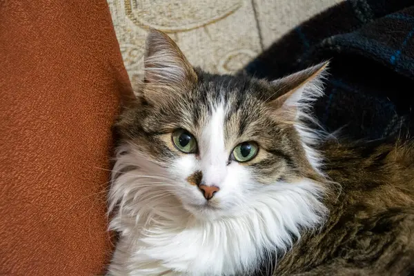 Nahaufnahme Porträt Einer Süßen Flauschigen Katze Mit Grünen Augen Auf — Stockfoto