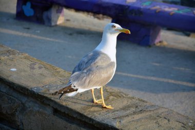 Bulgaristan 'da yazın güneşli bir günde sarı bacaklı bir martı (Larus michahellis). Seçici odaklı yatay resim
