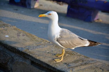 Bulgaristan 'da yazın güneşli bir günde sarı bacaklı bir martı (Larus michahellis). Seçici odaklı yatay resim