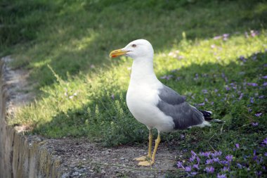 Bulgaristan 'ın Burgaz kentinde güneşli bir günde mor çiçekli bir bahçede oturan sarı bacaklı martının (Larus michahellis) yakın çekimi.