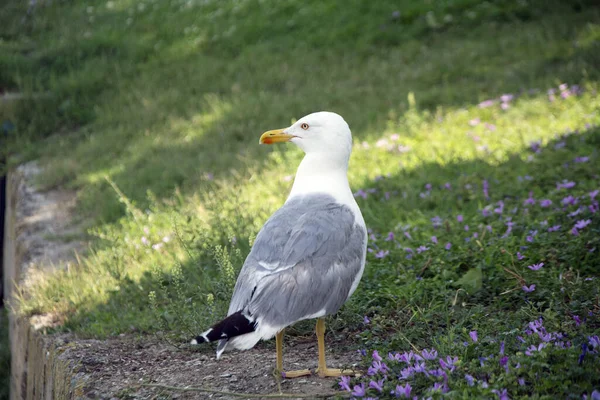 Bulgaristan 'ın Burgaz kentinde güneşli bir günde mor çiçekli bir bahçede oturan sarı bacaklı martının (Larus michahellis) yakın çekimi.