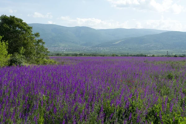 在保加利亚的一个阳光灿烂的夏天 一片开着紫色花朵的田野 云彩斑斓 背景中的罗德普山脉 — 图库照片
