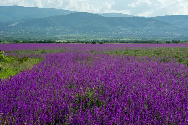 Campo Com Flores Roxas Florescendo Início Verão Bulgária Dia Ensolarado — Fotografia de Stock