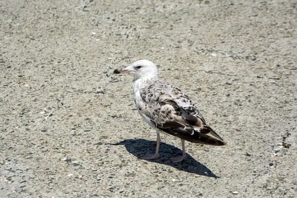 Closeup Caspian Gull Larus Cachinnans Black Sea Shore Bulgaria Sunny — Stock fotografie