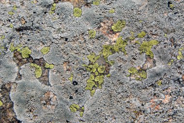 Lichen, Bulgaristan 'ın Rodop Dağı' nda kaya üzerinde. Güzel yatay desen, doku ve arkaplan.