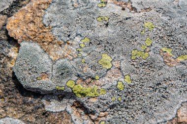 Lichen, Bulgaristan 'ın Rodop Dağı' nda kaya üzerinde. Güzel yatay desen, doku ve arkaplan.