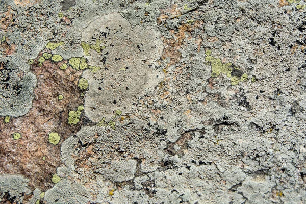 Lichen Rock Rhodope Mountain Bulgária Belo Padrão Horizontal Textura Fundo — Fotografia de Stock