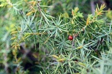 Cade (Juniperus oxycedrus) dallarında bir dişi böceğin yakın çekimi. Seçici odaklı yatay resim, bulanık arkaplan ve boşluğu kopyala