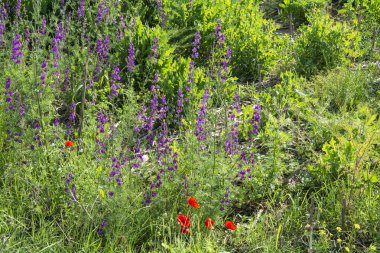 Bulgaristan 'da yaz başında güneşli bir günde açan mor çiçekler ve gelinciklerle dolu bir tarla