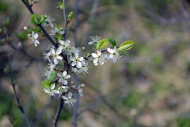 İlkbaharda çiçek açan güzel bir ağacın yakın çekimi. Seçici odak ve bulanık arkaplan ile yatay resim