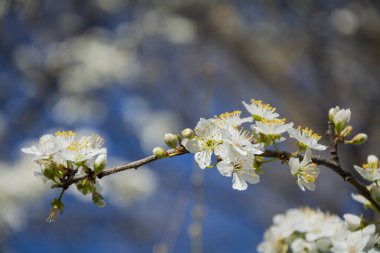 İlkbaharda çiçek açan güzel bir ağacın yakın çekimi. Seçici odak ve bulanık arkaplan ile yatay resim