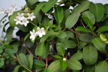 Madagaskar yasemininin güzel beyaz çiçekleri (Stephanotis Floribunda). Yatay görüntü. Bahçe işleri, ev konforu ve konfor kavramı