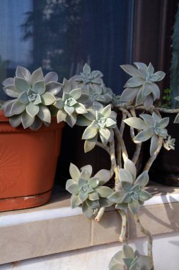 Top view of the succulent called ghost plant and mother-of-pearl-plant (Graptopetalum paraguayense) that is native to Tamaulipas, Mexico in a pot. Concept of hobby, gardening and botany.  clipart