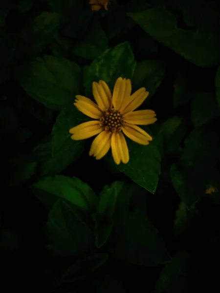 beautiful wedelia flower, a type of wild plant that lives in areas with a tropical climate
