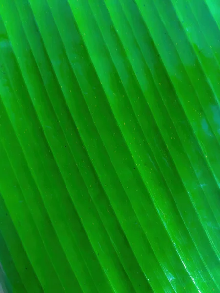 banana leaf texture, nature background, tropical leaf , scientific name : Dieffenbachia 