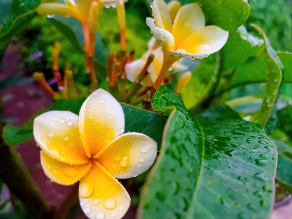 White Frangipani Flowers Bloom Rain — Foto de Stock