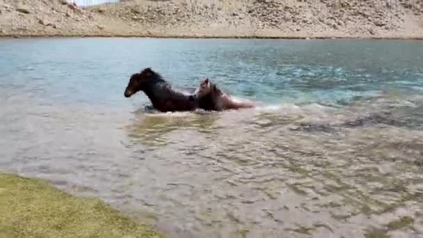 Kuda Dalam Air Kuda Bermain Air Dingin Dan Berlari — Stok Video
