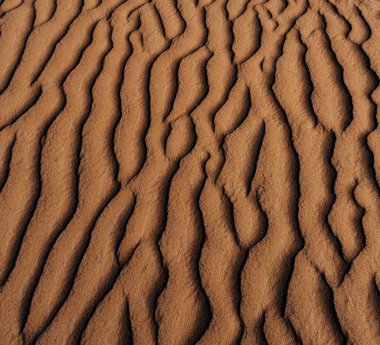 a lovely brown dog in Cappadocia.