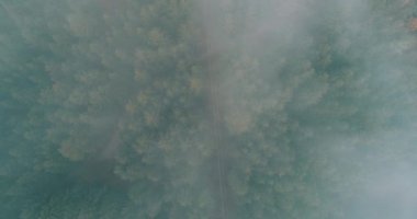 Dağlarda yağışlı hava. Çam ağacı ormanında sisli bir sis esiyor. Sisli bir günde dağ tepelerindeki ladin ormanlarının hava görüntüleri.. 