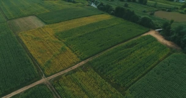 Aerial Top View Ofof Corn Field Sunny Day — Vídeos de Stock