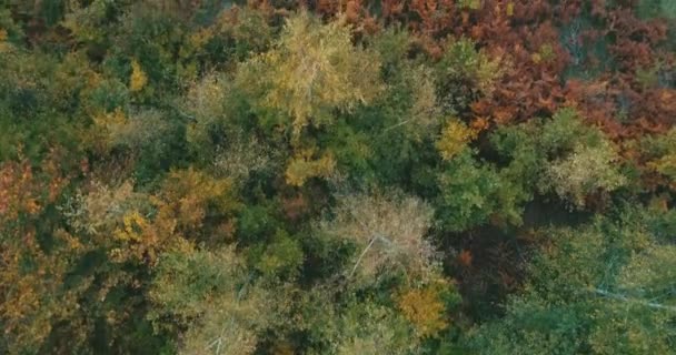 Перегляд Відео Лісової Дороги Восени — стокове відео