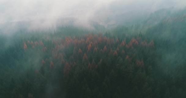 Clima Lluvioso Montañas Niebla Brumosa Que Sopla Sobre Bosque Pinos — Vídeos de Stock