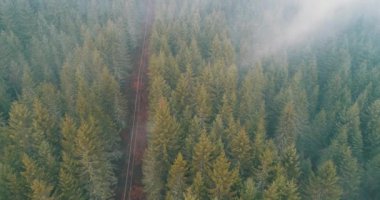 Dağlarda yağışlı hava. Çam ağacı ormanında sisli bir sis esiyor. Sisli bir günde dağ tepelerindeki ladin ormanlarının hava görüntüleri.. 