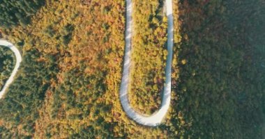 Top view video of a forest road in autumn.