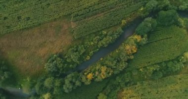 Aerial top view ofof a corn field on a sunny day.