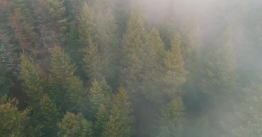Dağlarda yağışlı hava. Çam ağacı ormanında sisli bir sis esiyor. Sisli bir günde dağ tepelerindeki ladin ormanlarının hava görüntüleri.. 
